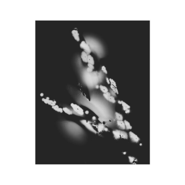 Electrography Asaparagus Unframed Prints - Image 7