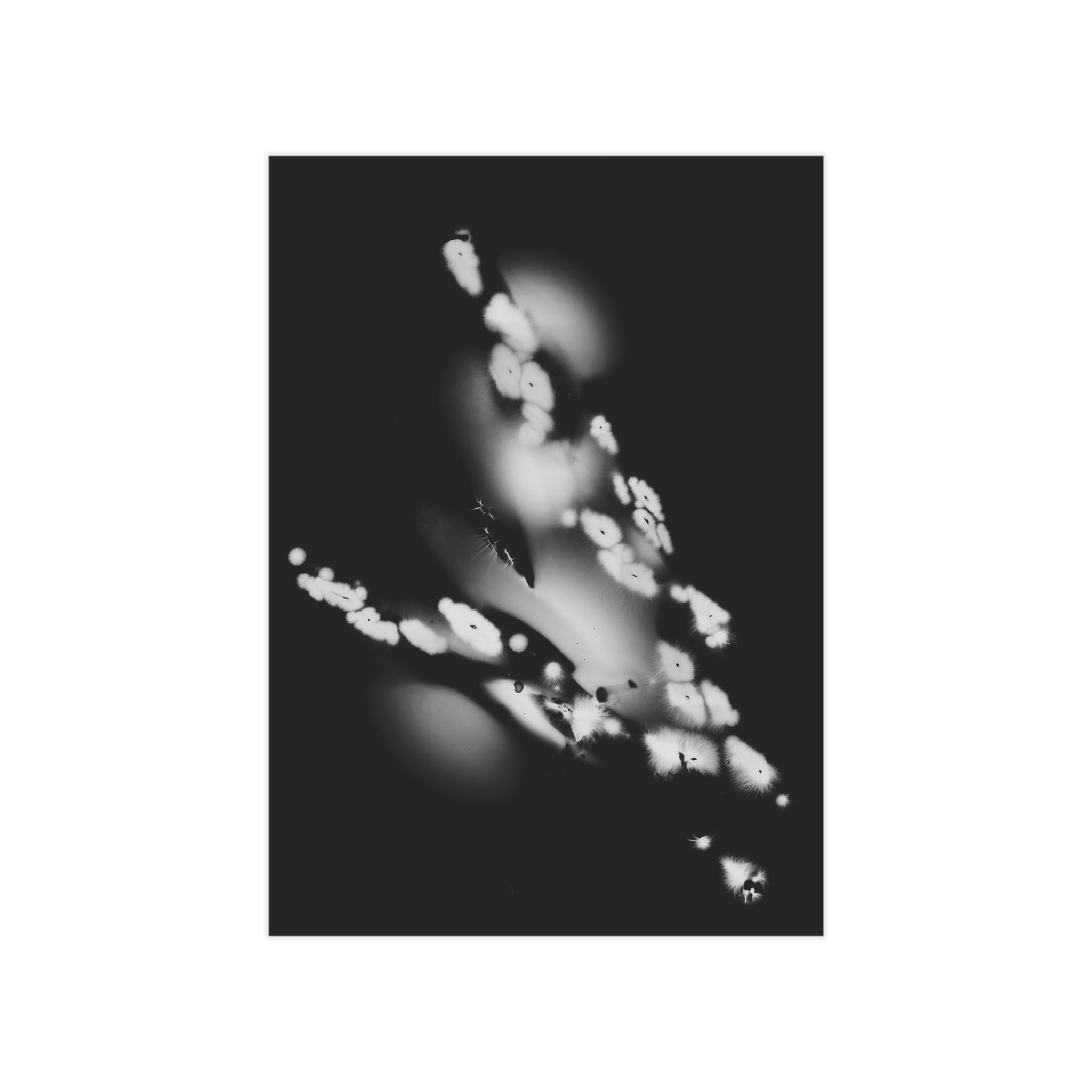 Electrography Asaparagus Unframed Prints