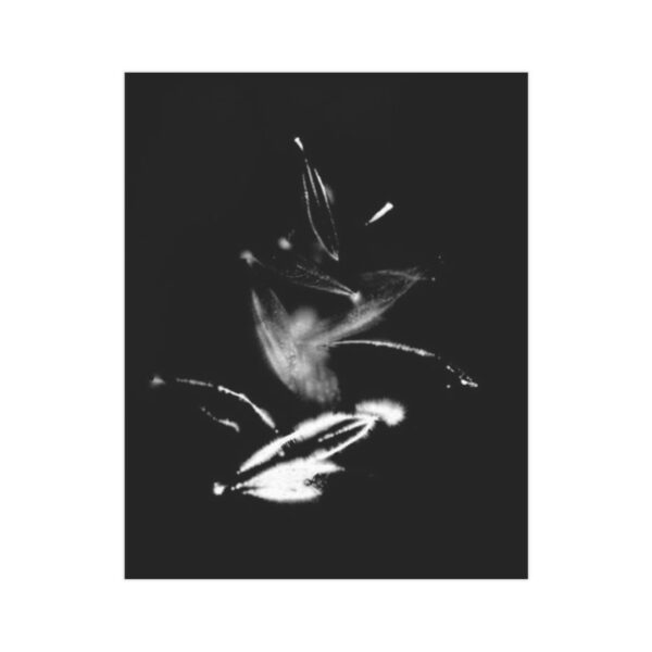 Electrography Olivio Unframed Prints - Image 19