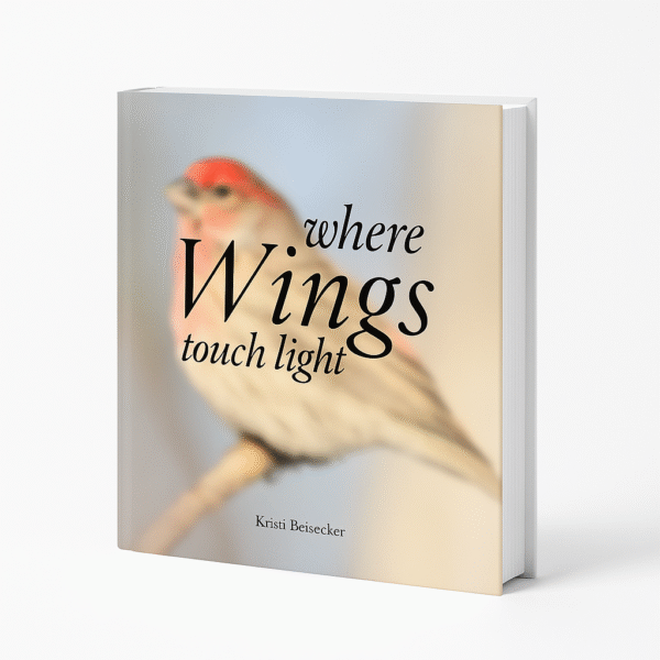 Where Wings Touch Light